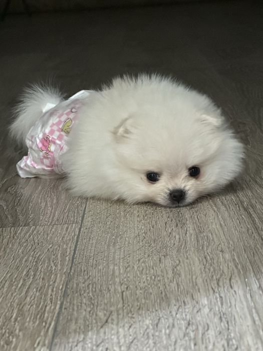 Щенок мини померанский шпиц