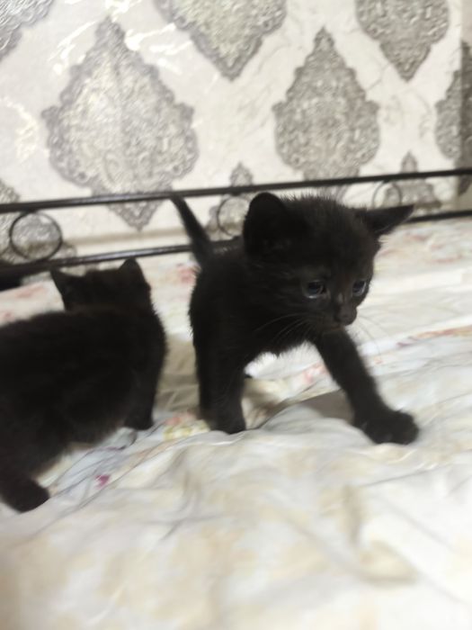 Мушукчаларимиз сотилади