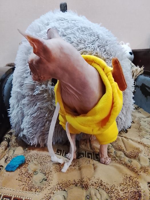 Котик породы сфинкс