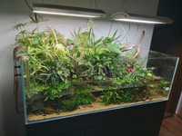 Plante acvariu - Low tech, moss, raritati, no CO2, etc.