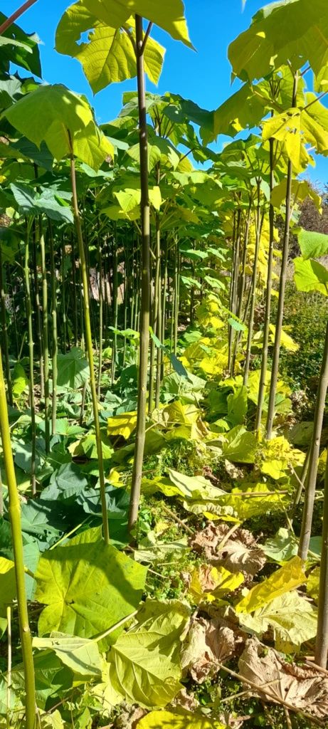 Продавам фиданки Пауловния