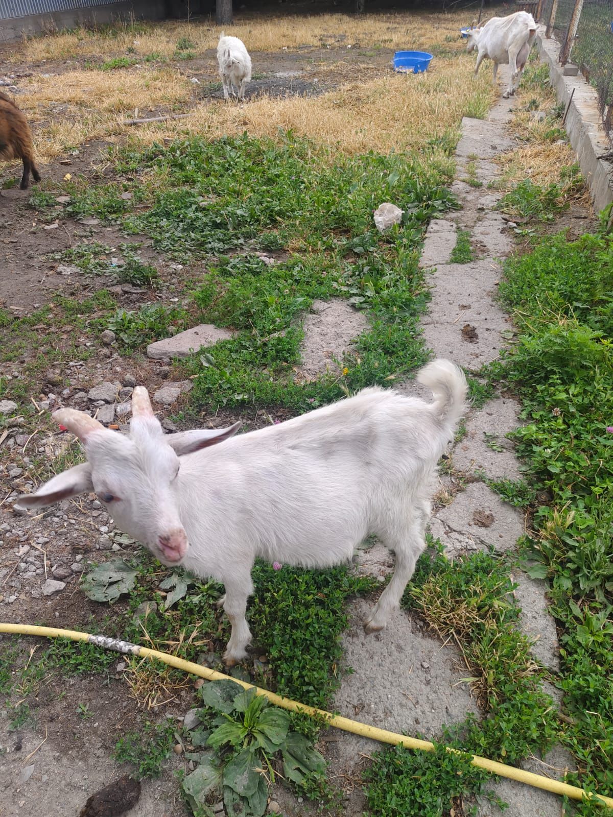 Продам козы новый