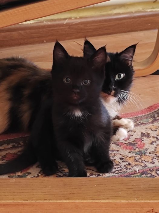 Котята бесплатно