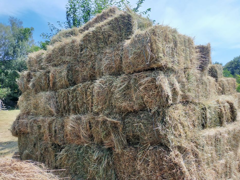 Vând 300 de baloți de fân producție proprieie!