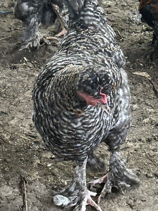 Cocoși pentru reproductie 2026