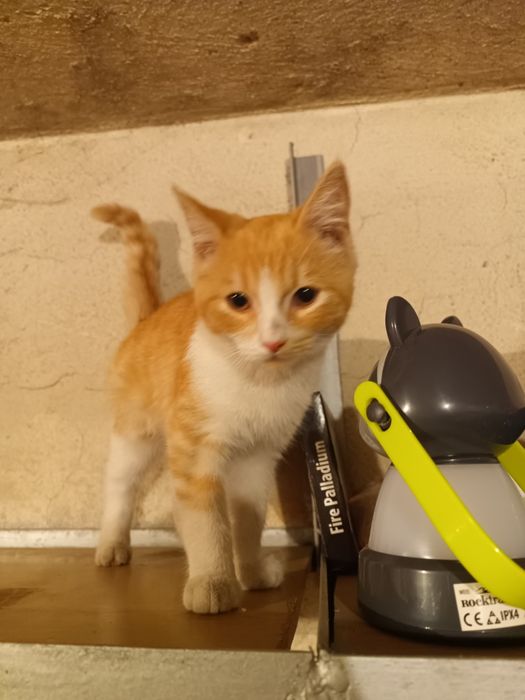 Коте на няколко месеца