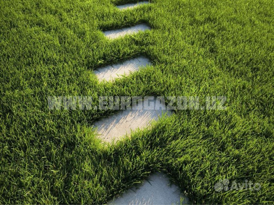 Рулонные газоны в ташкенте в ассортименте