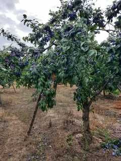 Prune pentru dulceata