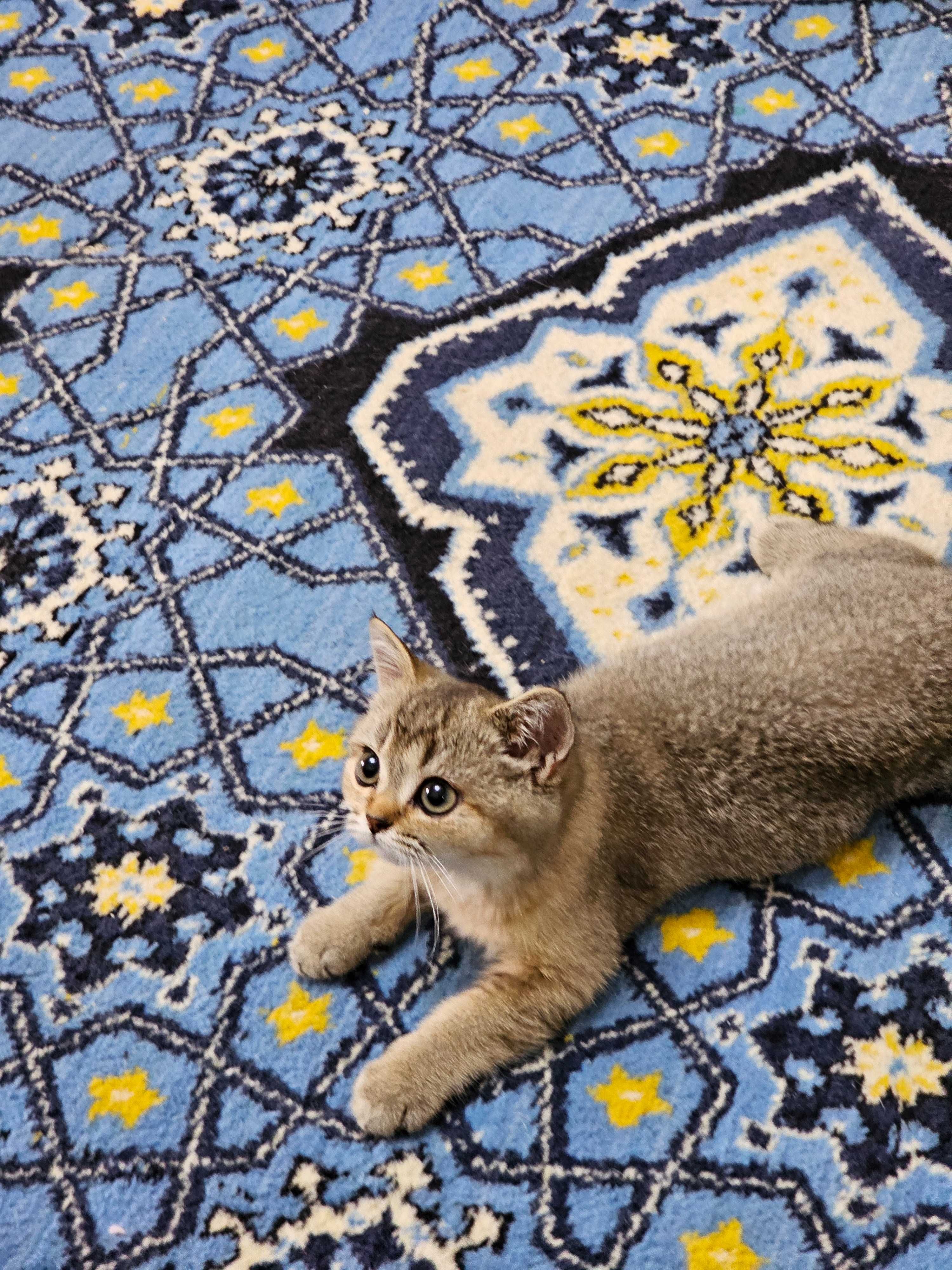100% Британский котенок .Окрас ШИНШИЛЛА