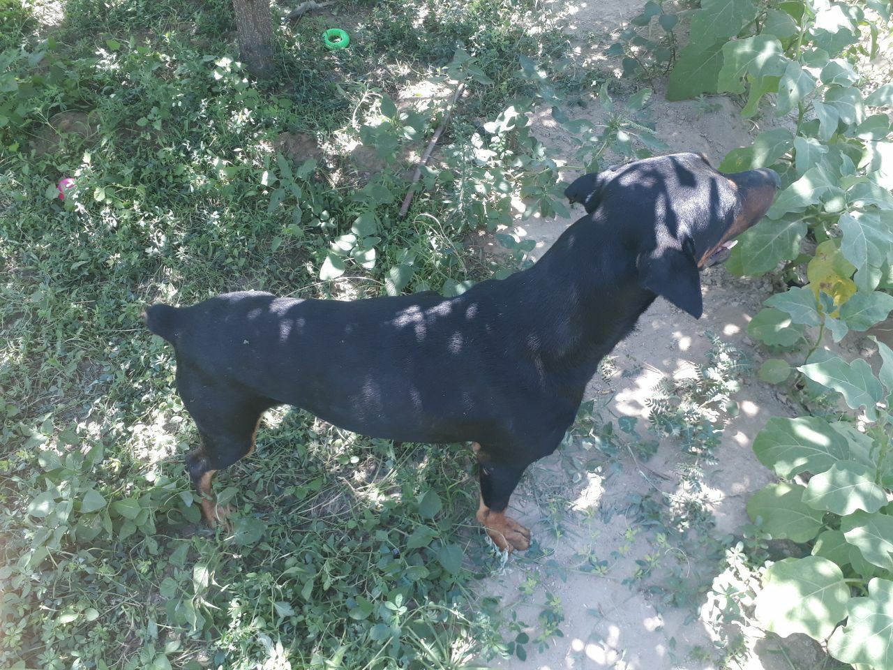 Zotdor it Doberman sotiladi