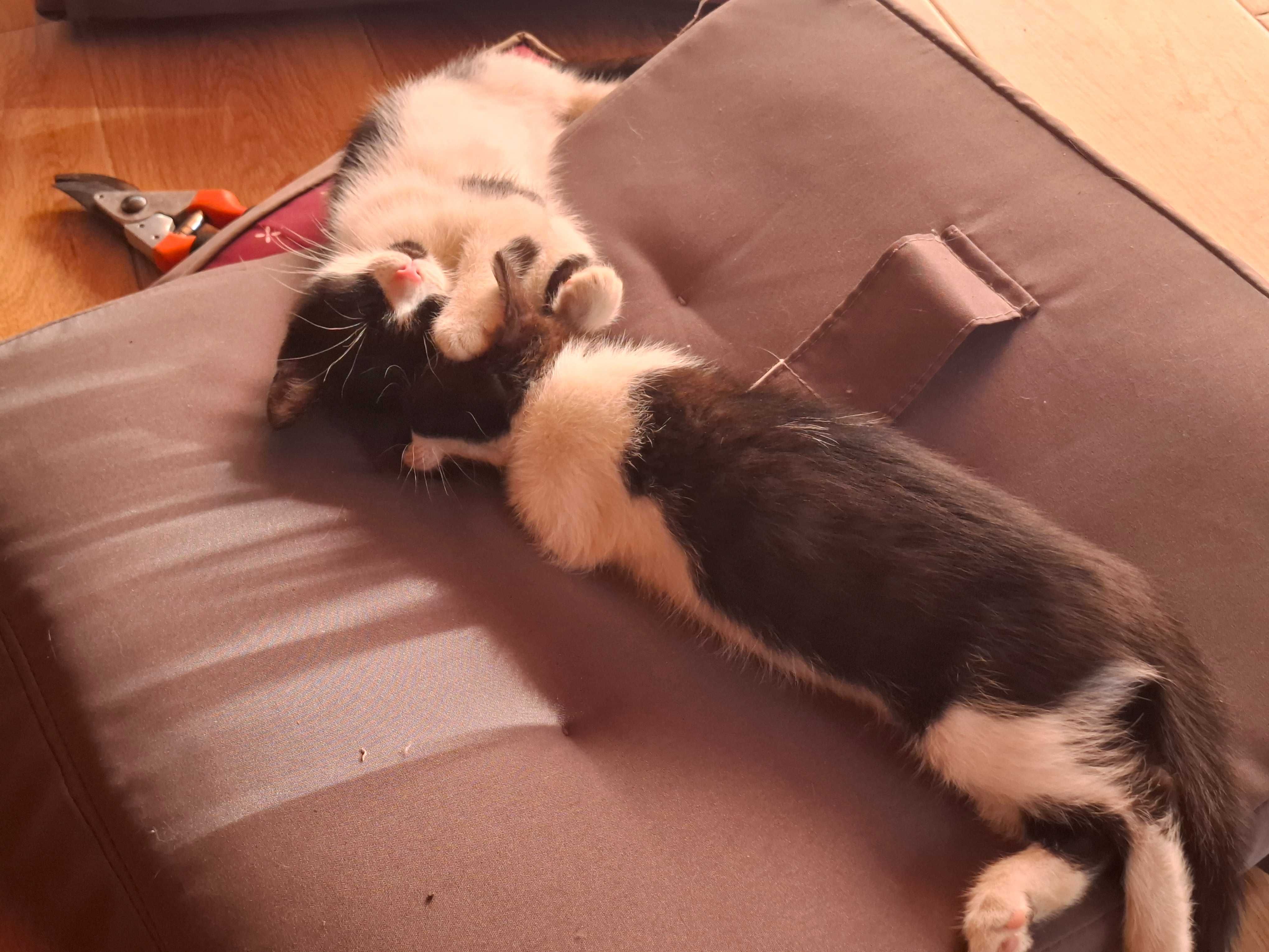 Pisicuța Simba și motănelul Zoro își caută familii iubitoare