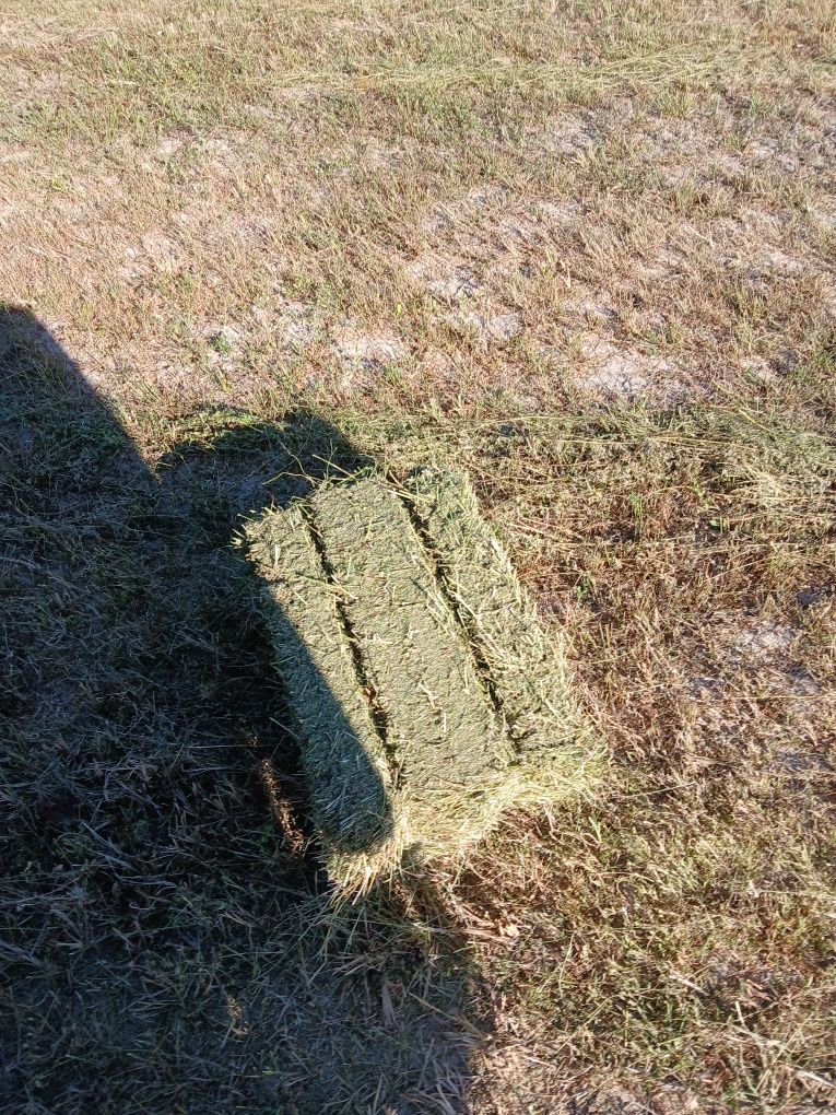 Шөп жоңышқа клевн
