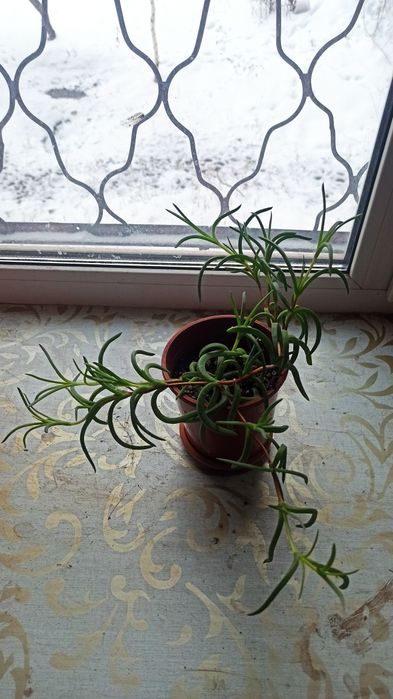 Делосперма Купера домашнее растение