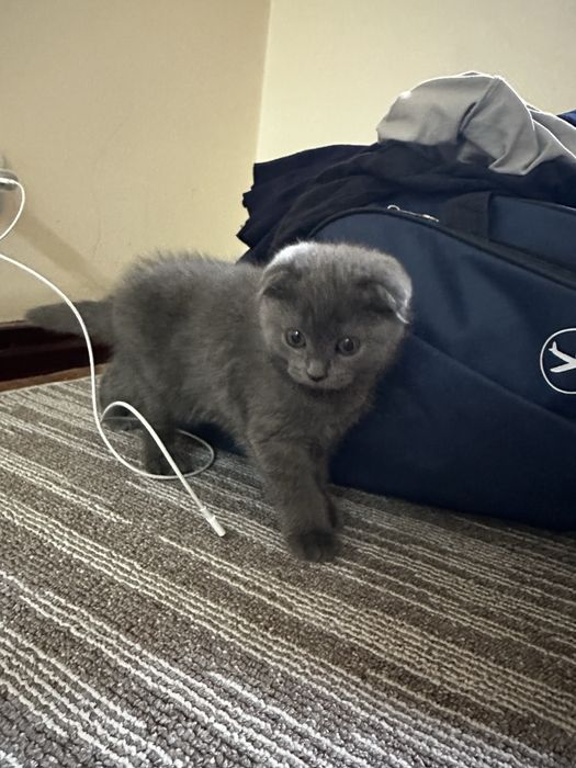 Scottish Fold 2 oylik