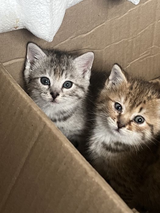 Отдам котят в добрые руки