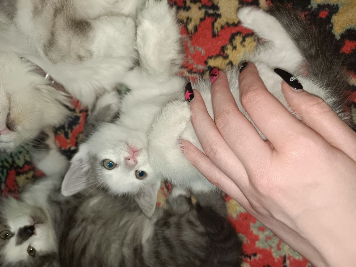 Отдам котенка девочка