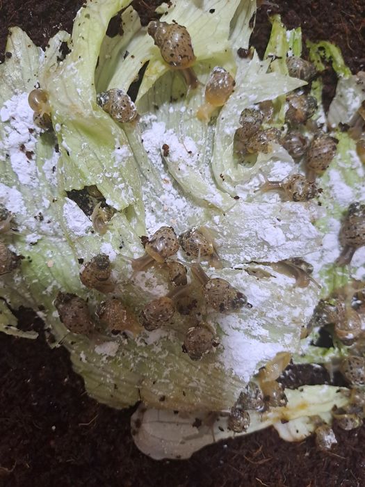 Улитка ахатин болалари