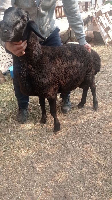 Qochqorlar  sotiladi.