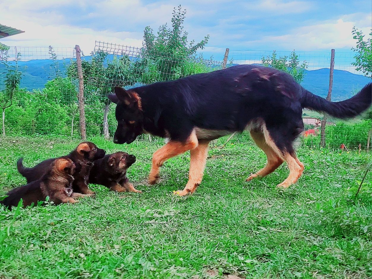 Ciobanesc german linie de lucru cu pedigree
