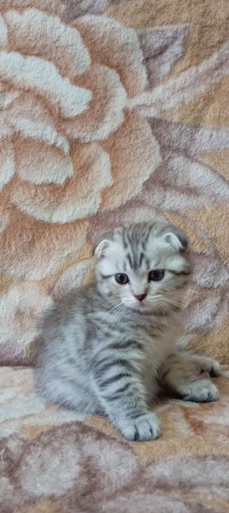 Продаётся котенок