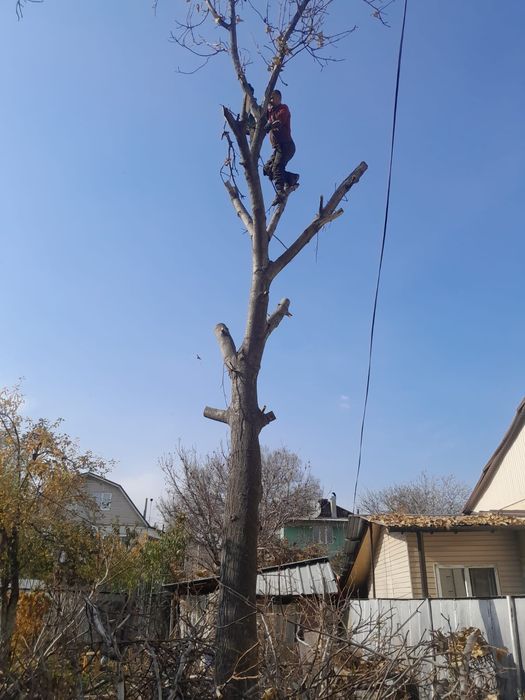 Спил деревьев Алматы