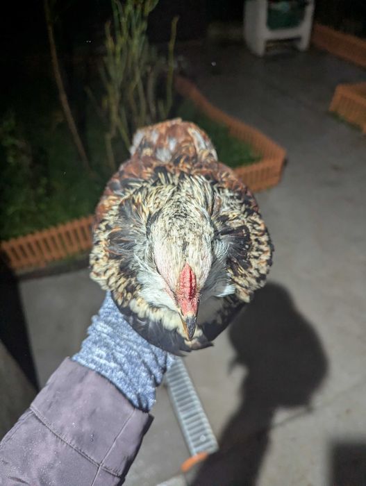 De vânzare cocos araucana