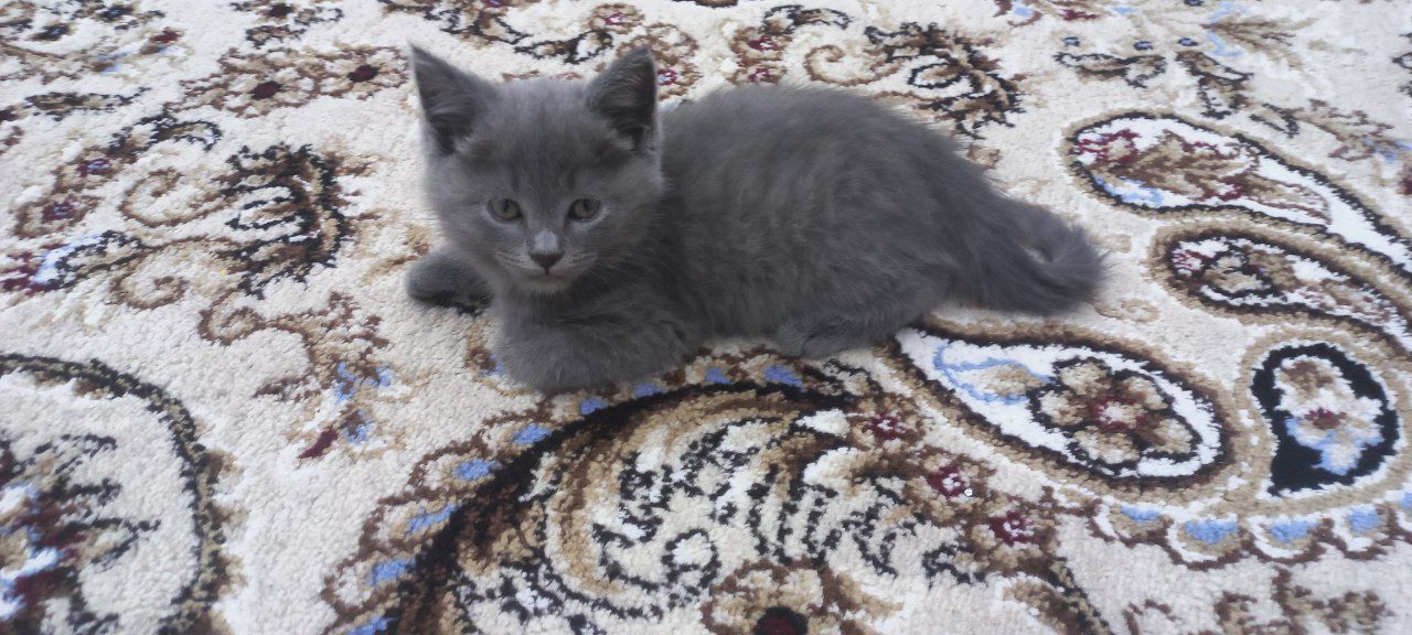 Scottish fold mushukcha