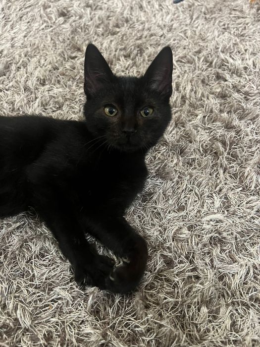 Pisoi negru caută o familie
iubitoare