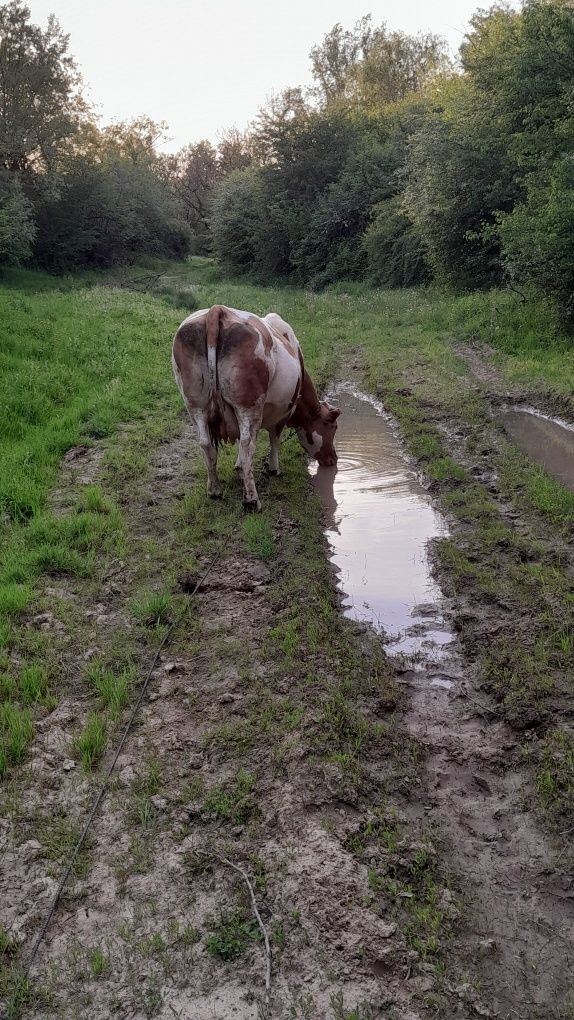 Două vaci gestante