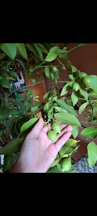 Lamai în vârstă de 9 ani