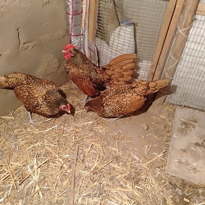 Инкубационные  яйца