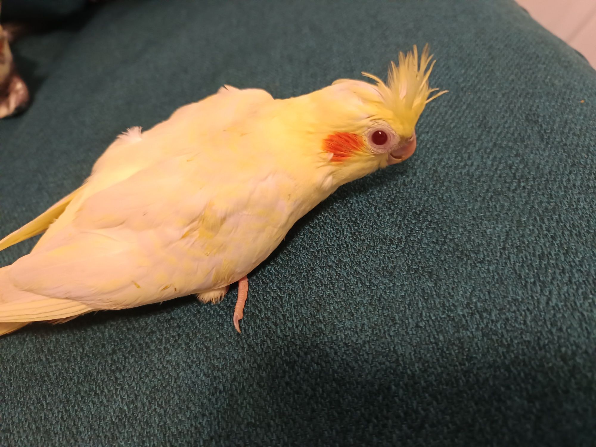 Pui de nimfă , pot fi îmblânziți foarte usor