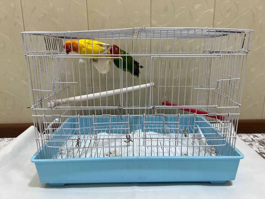 Papugay sotiladi srochno