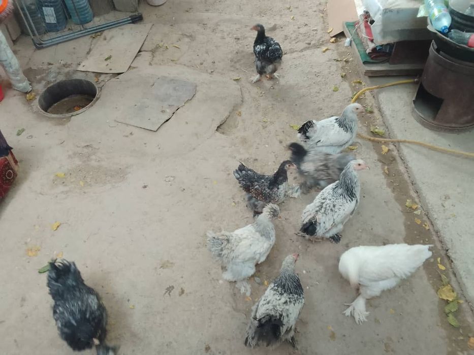 Продается брамо оригинал