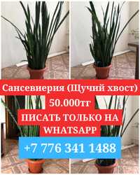 Продаётся цветок Сансевиерия (щучий хвост) писать только на Whatsapp