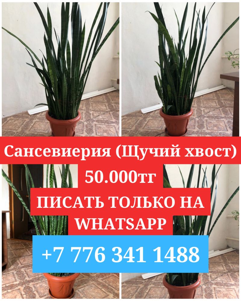 Продаётся цветок Сансевиерия (щучий хвост) писать только на Whatsapp