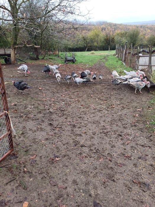 Предлагам млади пуяци и пуйки!