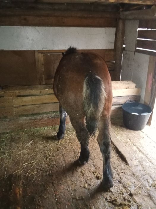 Vând mânzi din cai grei Manzu este seme greu muran