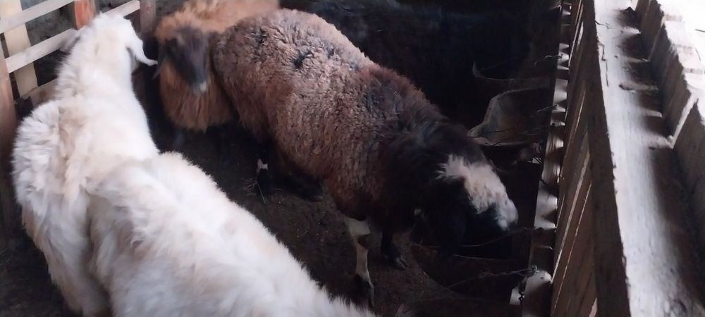 Қой, ешкілер сатылады.