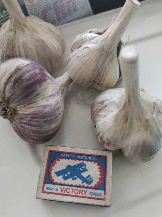 Продам чеснок дачный, капусту дачную