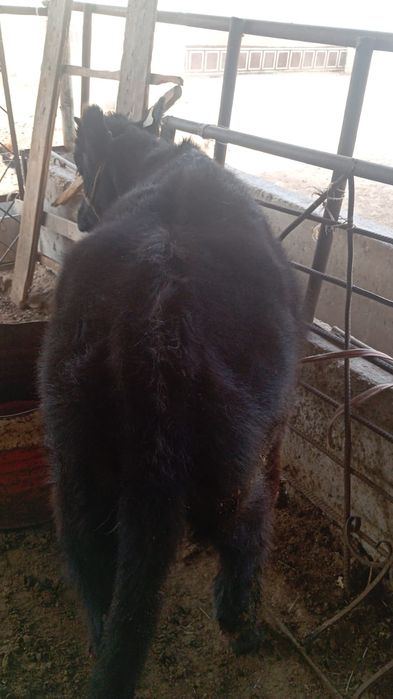 Бир ургашы бир еркек мал сатылады