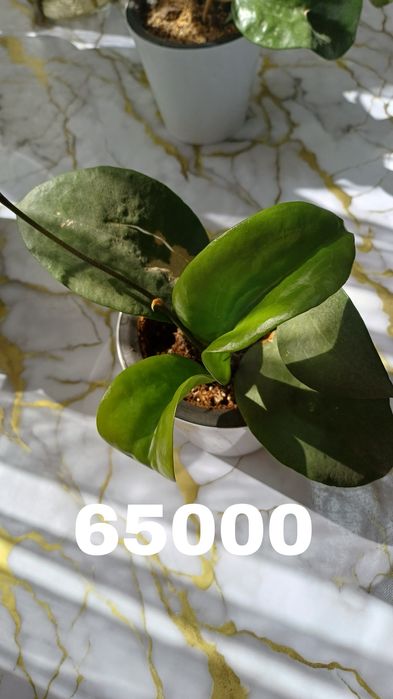 Продаются хойи. В горшках. Цены разные