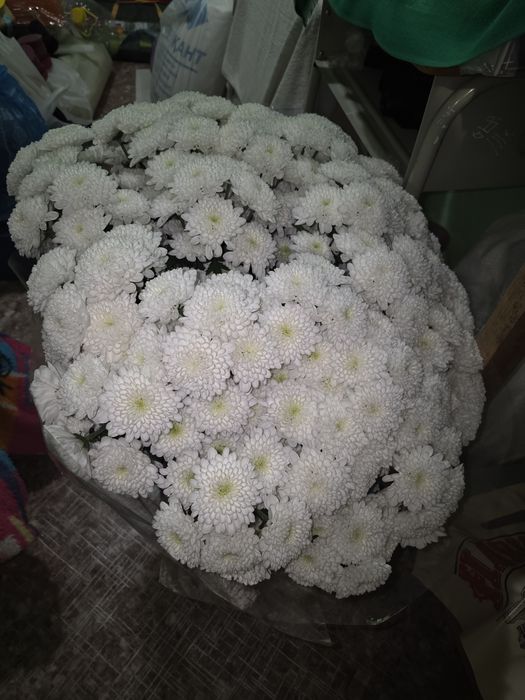 Пышный букет хризантемы