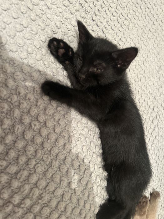 Катенок черный гарантия приучен к латку