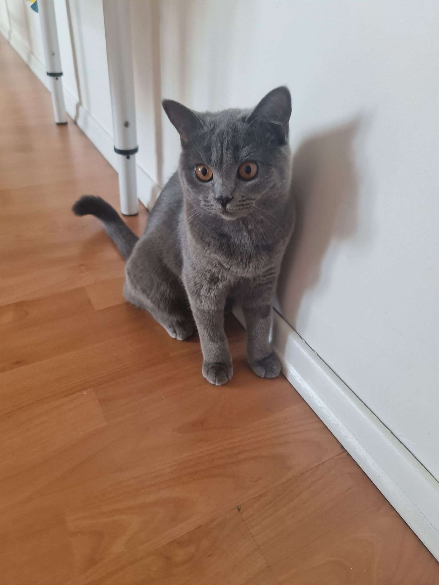 Кошка с приданым