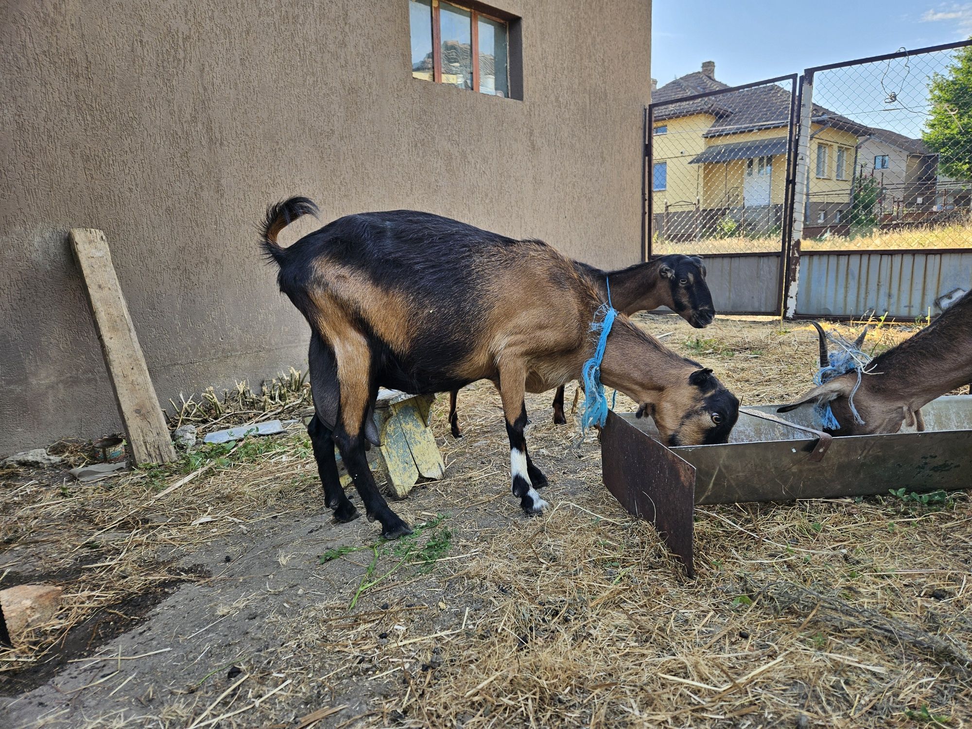 Vând capre de rasă bune de lapte