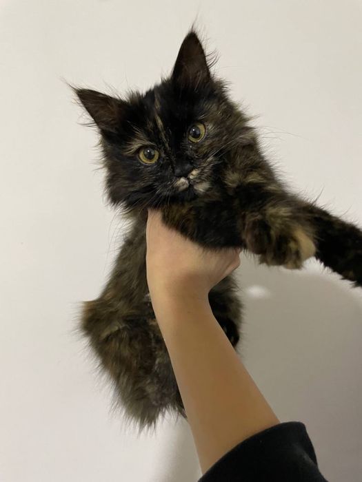 Мушукча берилади