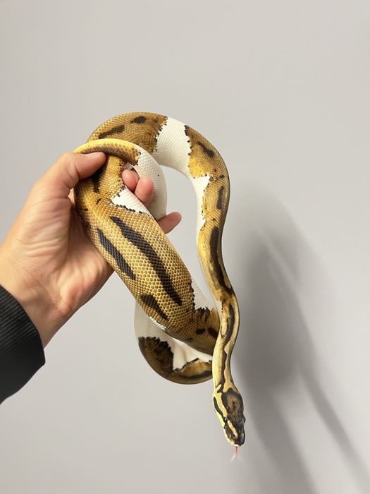 Pitoni regali negociabil