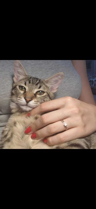 Motănel pentru adoptie