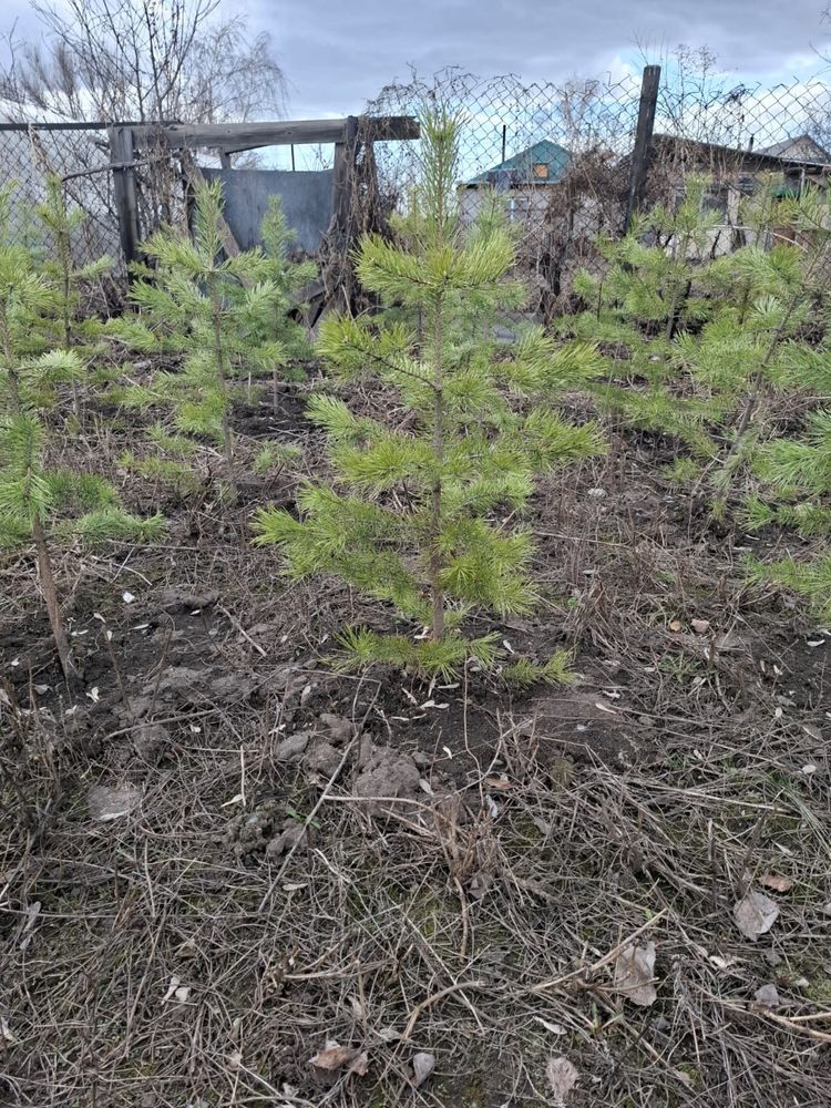 Ели и сосны из питомника — оптом и с доставкой